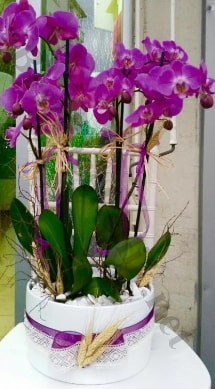 Seramik vazoda 4 dallı mor lila orkide  Gaziantep İnternetten çiçek siparişi 