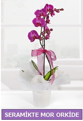 Seramik içerisinde birinci kalite tek dallı mor orkide  Gaziantep online çiçek gönderme sipariş 
